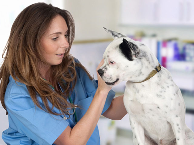 Veterinary and Animal Care
